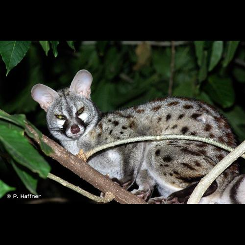 <i>Genetta genetta</i> (Linnaeus, 1758) &copy; P. Haffner