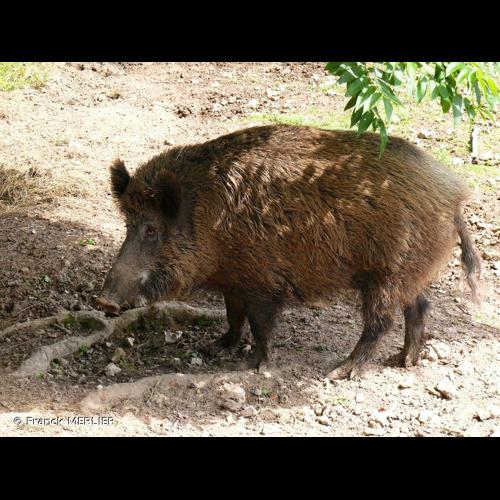 <i>Sus scrofa</i> Linnaeus, 1758 &copy; Franck MERLIER