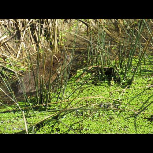 <i>Arvicola sapidus</i> Miller, 1908 &copy; S. Wroza