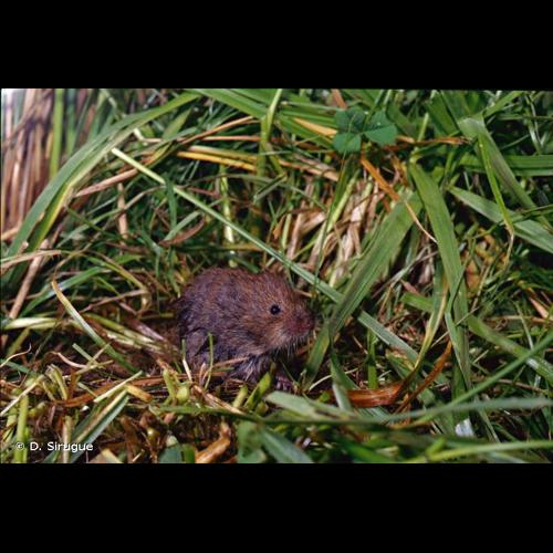 <i>Microtus agrestis</i> (Linnaeus, 1761) &copy; D. Sirugue