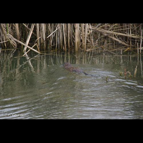 <i>Ondatra zibethicus</i> (Linnaeus, 1766) &copy; P. Gourdain