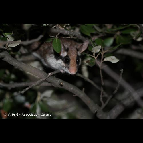 <i>Eliomys quercinus</i> (Linnaeus, 1766) &copy; V. Prié - Association Caracol