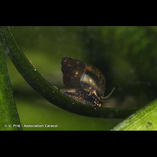 <i>Bithynia tentaculata</i> (Linnaeus, 1758) &copy; V. Prié - Association Caracol