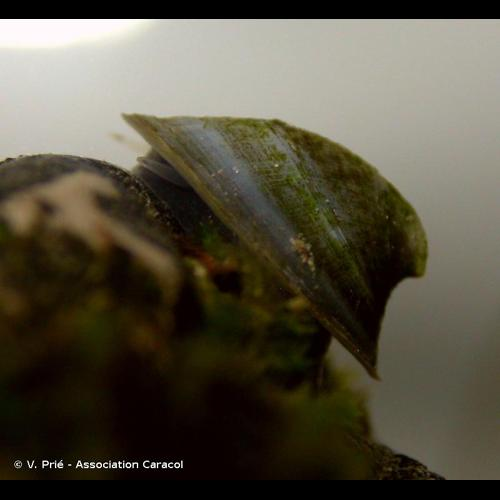 <i>Ancylus fluviatilis</i> O.F. Müller, 1774 &copy; V. Prié - Association Caracol