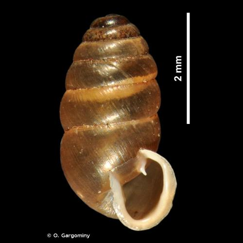 <i>Lauria cylindracea</i> (Da Costa, 1778) &copy; O. Gargominy