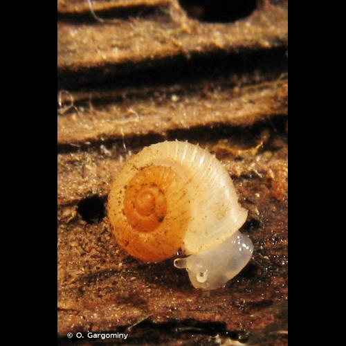 <i>Vallonia costata</i> (O.F. Müller, 1774) &copy; O. Gargominy