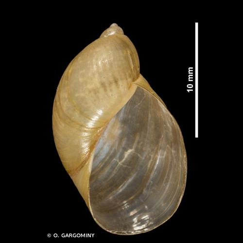 <i>Succinea putris</i> (Linnaeus, 1758) &copy; O. Gargominy