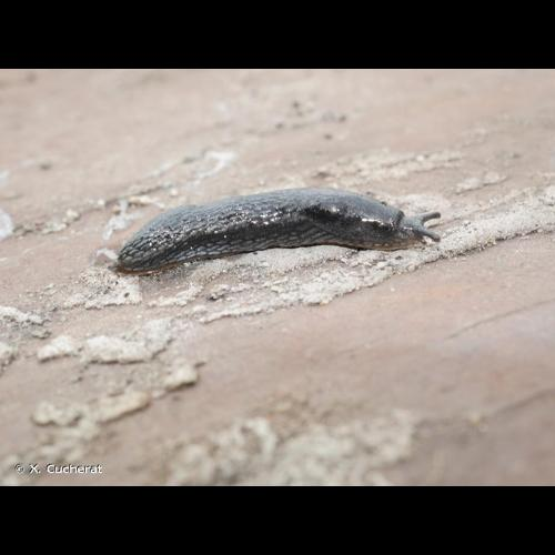 <i>Arion hortensis</i> A. Férussac, 1819 &copy; X. Cucherat