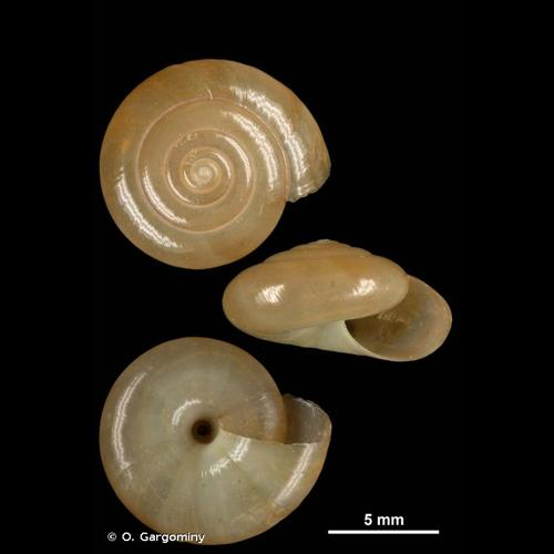 <i>Oxychilus alliarius</i> (J.S. Miller, 1822) &copy; O. Gargominy