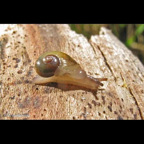 <i>Vitrina pellucida</i> (O.F. Müller, 1774) &copy; O. Gargominy