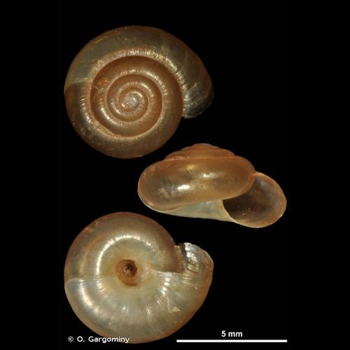 <i>Zonitoides nitidus</i> (O.F. Müller, 1774) &copy; O. Gargominy