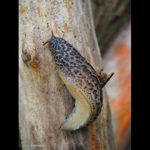 <i>Limax maximus</i> Linnaeus, 1758 &copy; L. Léonard