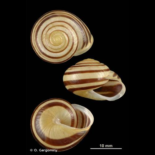 <i>Cepaea hortensis</i> (O.F. Müller, 1774) &copy; O. Gargominy