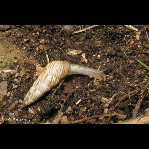 <i>Cochlicella acuta</i> (O.F. Müller, 1774) &copy; O. Gargominy