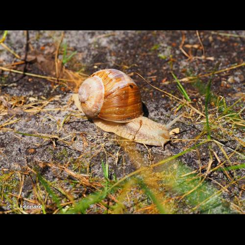 <i>Helix pomatia</i> Linnaeus, 1758 &copy; L. Léonard