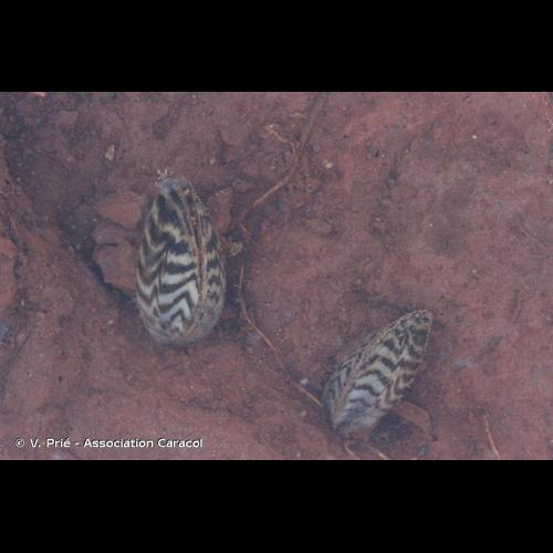 <i>Dreissena polymorpha</i> (Pallas, 1771) &copy; V. Prié - Association Caracol