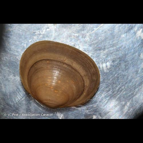 <i>Sphaerium corneum</i> (Linnaeus, 1758) &copy; V. Prié - Association Caracol