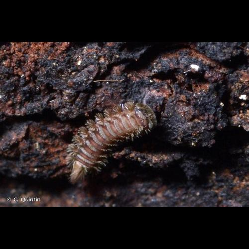 <i>Polyxenus lagurus</i> (Linnaeus, 1758) &copy; C. Quintin