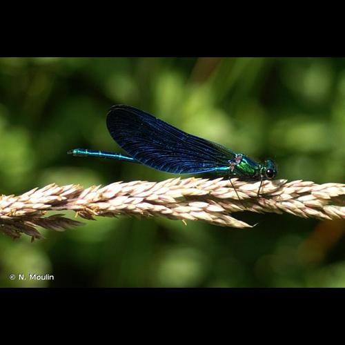 <i>Calopteryx virgo meridionalis</i> Selys, 1873 &copy; N. Moulin
