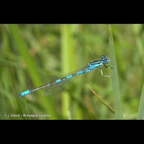 <i>Coenagrion scitulum</i> (Rambur, 1842) &copy; J. David - Bretagne Vivante