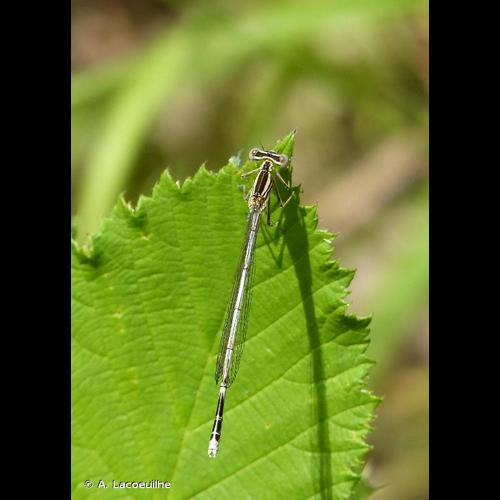 <i>Platycnemis pennipes</i> (Pallas, 1771) &copy; A. Lacoeuilhe