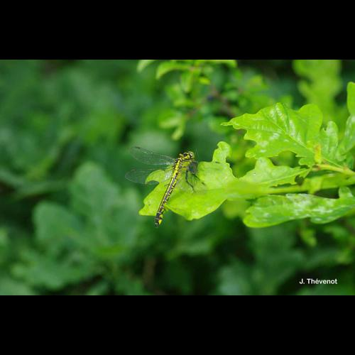 <i>Gomphus vulgatissimus</i> (Linnaeus, 1758) &copy; J. Thévenot