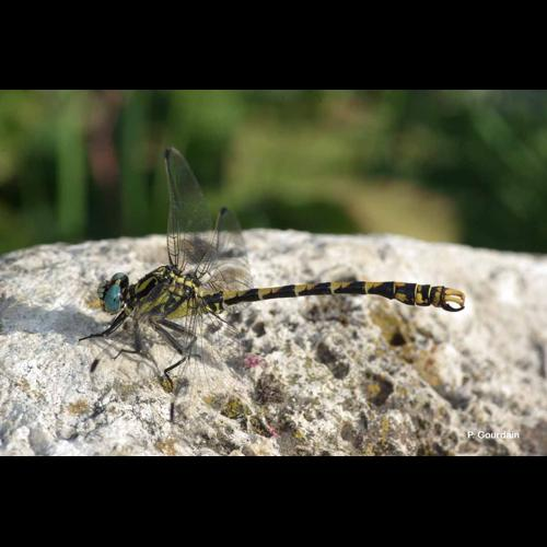 <i>Onychogomphus uncatus</i> (Charpentier, 1840) &copy; P. Gourdain
