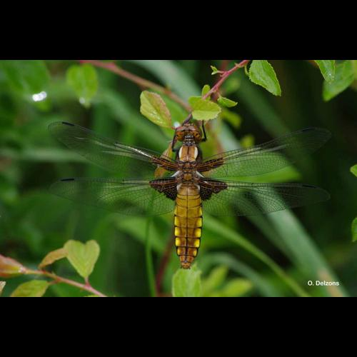 <i>Libellula depressa</i> Linnaeus, 1758 &copy; O. Delzons