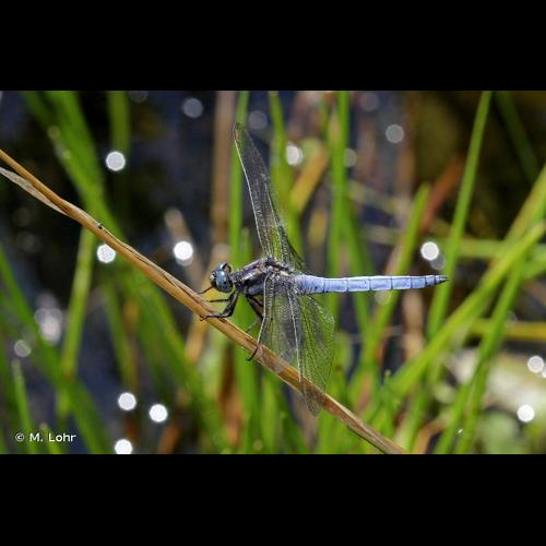 <i>Orthetrum coerulescens</i> (Fabricius, 1798) &copy; M. Lohr