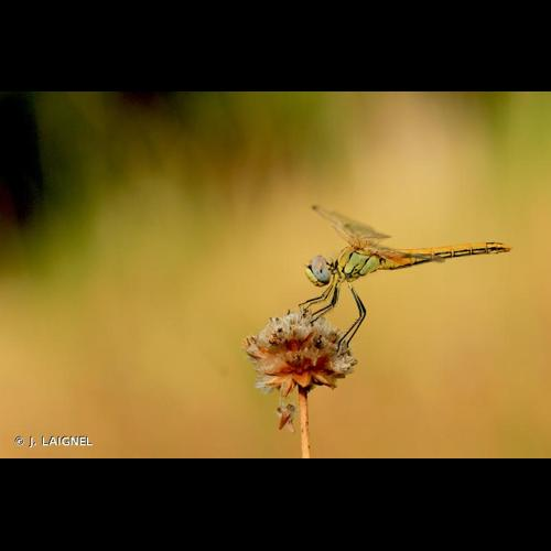 <i>Sympetrum fonscolombii</i> (Selys, 1840) &copy; J. LAIGNEL