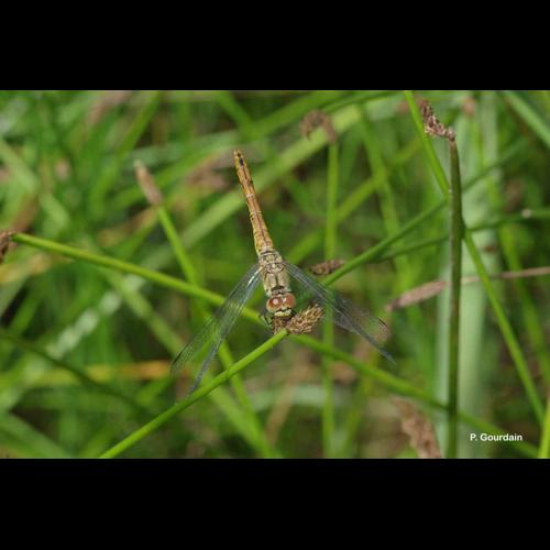 <i>Sympetrum striolatum</i> (Charpentier, 1840) &copy; P. Gourdain