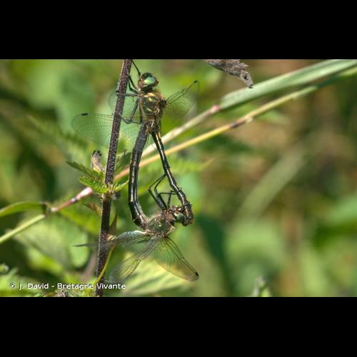 <i>Oxygastra curtisii</i> (Dale, 1834) &copy; J. David - Bretagne Vivante