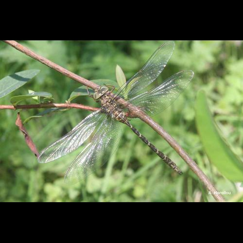 <i>Boyeria irene</i> (Boyer de Fonscolombe, 1838) &copy; A. Horellou