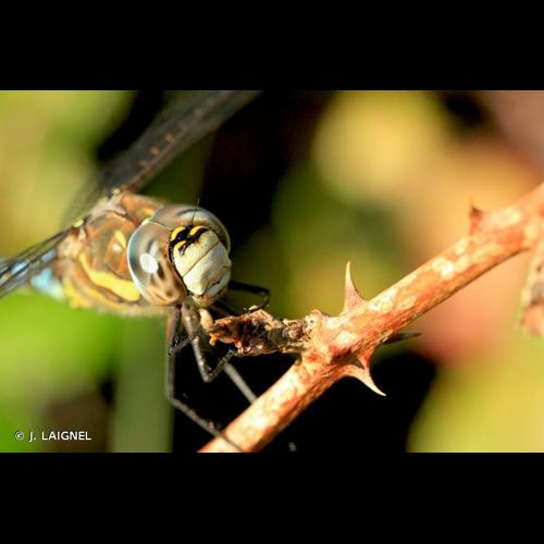 <i>Aeshna mixta</i> Latreille, 1805 &copy; J. LAIGNEL