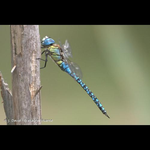 <i>Aeshna affinis</i> Vander Linden, 1820 &copy; J. David - Bretagne Vivante