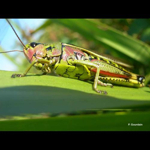<i>Stethophyma grossum</i> (Linnaeus, 1758) &copy; P. Gourdain
