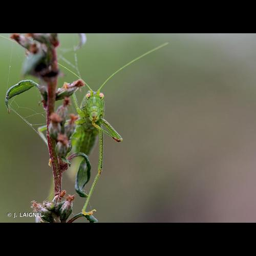 <i>Phaneroptera nana</i> Fieber, 1853 &copy; J. LAIGNEL