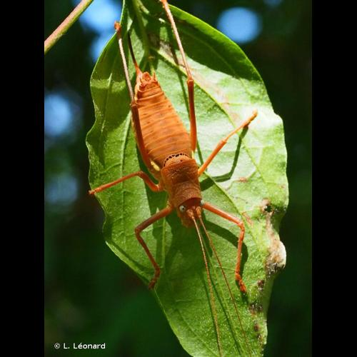 <i>Uromenus rugosicollis</i> (Audinet Serville, 1838) &copy; L. Léonard