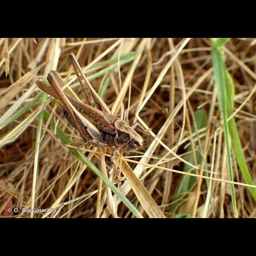 <i>Platycleis affinis</i> Fieber, 1853 &copy; O. Roquinarc'h