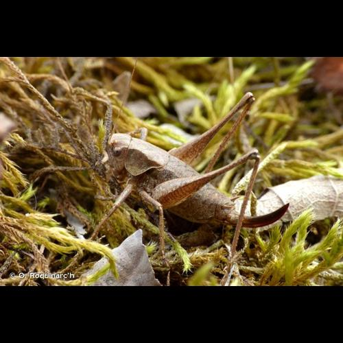 <i>Pholidoptera griseoaptera</i> (De Geer, 1773) &copy; O. Roquinarc'h