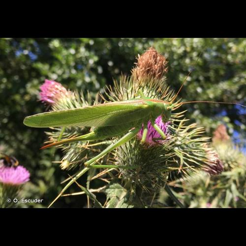 <i>Tettigonia viridissima</i> (Linnaeus, 1758) &copy; O. Escuder
