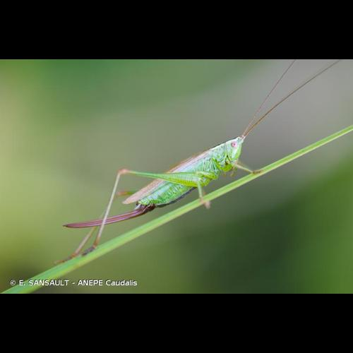 <i>Conocephalus fuscus</i> (Fabricius, 1793) &copy; E. SANSAULT - ANEPE Caudalis
