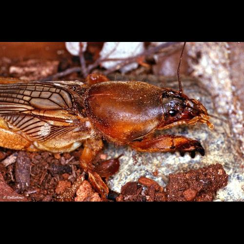 <i>Gryllotalpa gryllotalpa</i> (Linnaeus, 1758) &copy; 