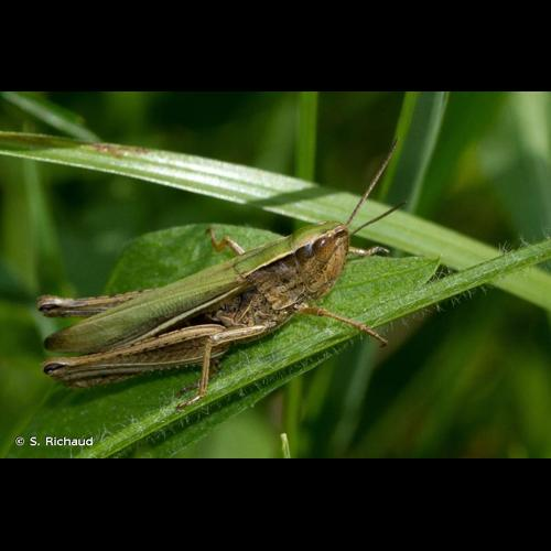 <i>Chorthippus albomarginatus</i> (De Geer, 1773) &copy; S. Richaud