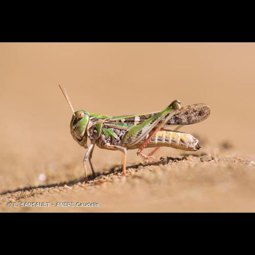 <i>Oedaleus decorus</i> (Germar, 1825) &copy; E. SANSAULT - ANEPE Caudalis