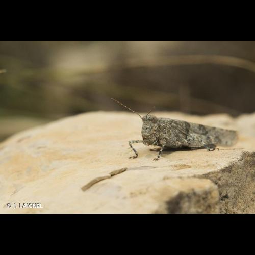 <i>Sphingonotus caerulans</i> (Linnaeus, 1767) &copy; J. LAIGNEL
