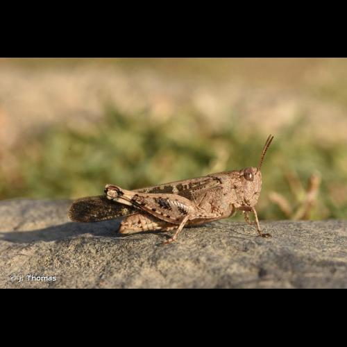 <i>Aiolopus strepens</i> (Latreille, 1804) &copy; J. Thomas