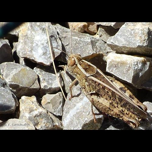 <i>Calliptamus barbarus</i> (O.G. Costa, 1836) &copy; A. Lacoeuilhe