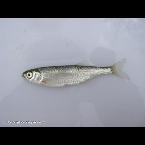 <i>Alburnus alburnus</i> (Linnaeus, 1758) &copy; Fédération de pêche 33