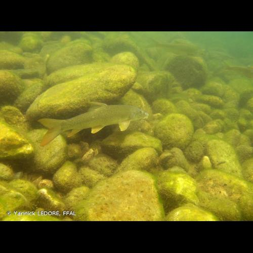 <i>Barbus barbus</i> (Linnaeus, 1758) &copy; Yannick LEDORÉ, FFAL